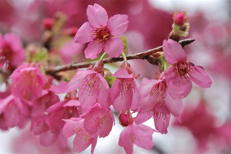 櫻花樹 種植|36種台灣常見的櫻花品種及栽培管理要訣 (日本樹木醫。